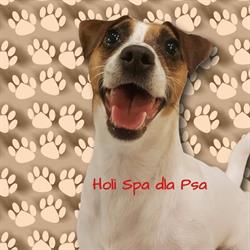 Holi Spa dla Psa