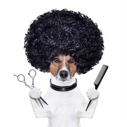 Strzyżenie Psów TOP DOG
