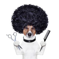 Strzyżenie Psów TOP DOG