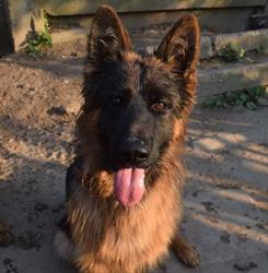 Hodowla Owczarków Niemieckich "Golden Dog"