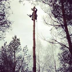 Wycinka i pielęgnacja drzew - Drwal - Arborysta - metodą alpinistyczną