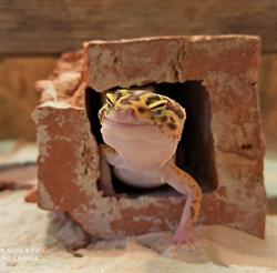 Sklep zoologiczny - Projekt Naturalny