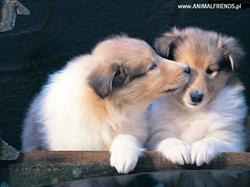 AnimalFriends