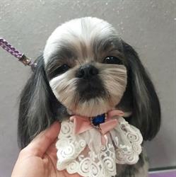 Dog Angeles - salon pielęgnacji zwierząt