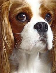 Ze Szlachetnego Rodu Hodowla Psów Rasowych Cavalier King Charles Spaniel