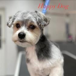 Happy Dog Salon Pielęgnacji Psów Groomer psi fryzjer strzyżenie psów Kobyłka
