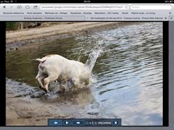 Bulldog Gabinet Weterynaryjny Bulldog