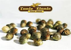 TanieSianie.pl Gdańsk - Nasiona Marihuany