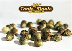 TanieSianie.pl Gdańsk - Nasiona Marihuany