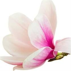 Magnolia Pokoje Gościnne