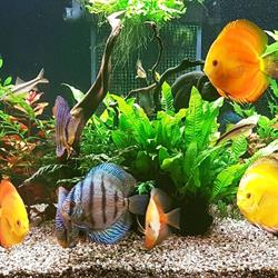 Sklep Zoologiczny  Discus