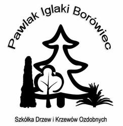 Pawlak Iglaki Borówiec