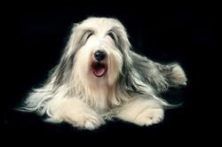Shaggy Dog - SPA dla PSA, hotel dla zwierząt, sklep zoo