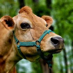 Stajnia Miejska Mini Zoo w Żywcu
