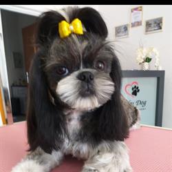 Lucky dog - Salon Psiej Urody