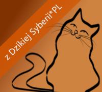 Hodowla Kotów Syberyjskich Z Dzikiej Syberii