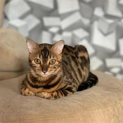 Spod Znaku Lwa - Hodowla kotów bengalskich i Maine Coon