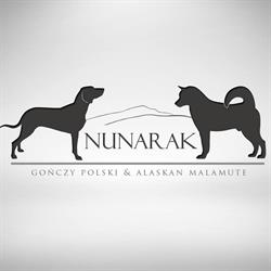 Nunarak  - hodowla psów rasy Gończy Polski i Alaskan Malamute
