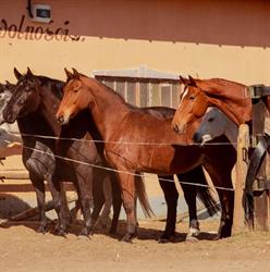 Stajnia Caballo