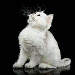 British Shorthair&Longhair Cattery Bueno PL Hodowla kotów brytyjskich