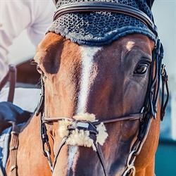 Ośrodek Jeździecki Equireno