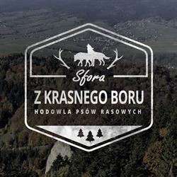 Sfora z Krasnego Boru