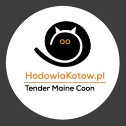 Hodowla kotów Tender Maine Coon