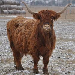 Zagroda bydła Highland Cattle
