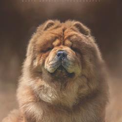 Hodowla Psów Rasowych Chow Chow - From Asia With Love