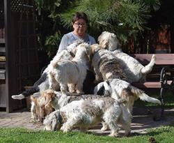 Petit Basset Griffon Vendeen z Chybowego Gniazda