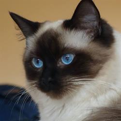Hodowla Cadi-Cat PL