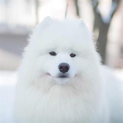 Frozen Demon - Hodowla Psów Rasy Samoyed ZKWP FCI Samoyeds Kennel