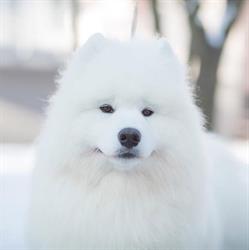 Frozen Demon - Hodowla Psów Rasy Samoyed ZKWP FCI Samoyeds Kennel
