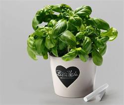 Basilico
