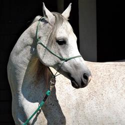 Stajnia Arabians