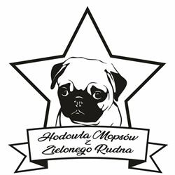 Hodowla mopsów z Zielonego Rudna