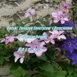Polski Związek Emerytów i Rencistów Koło Nr 3 Częstochowa