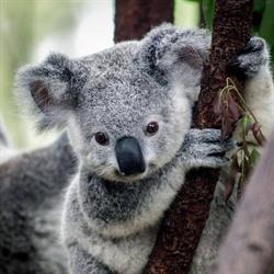 Gabinet Weterynaryjny-Mała Koala Prabuty