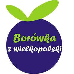 Borówki z wielkopolski - Plantacja borówki amerykańskiej