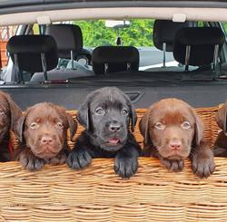 Domowa Hodowla Labrador Retriever "ZABAJONE'