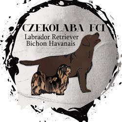 Czekolaba FCI Domowa Hodowla Labrador Retriever