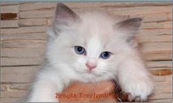 Tonefendi hodowla kotów Ragdoll Agnieszka Zbierska