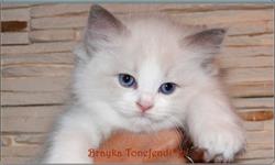 Tonefendi hodowla kotów Ragdoll Agnieszka Zbierska