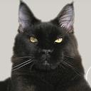 CoonKitty