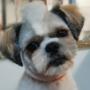 shih-tzu we fryzurce z irokezem