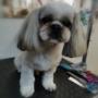 shih-tzu