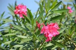 Fundacja Oleander