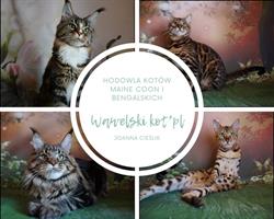 Hodowla kotów Maine Coon