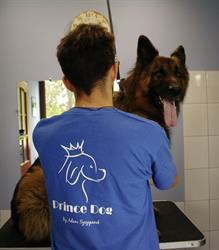 Prince Dog