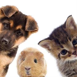 Sklep Zoologiczny Hau-Miau Jolanta Gulak